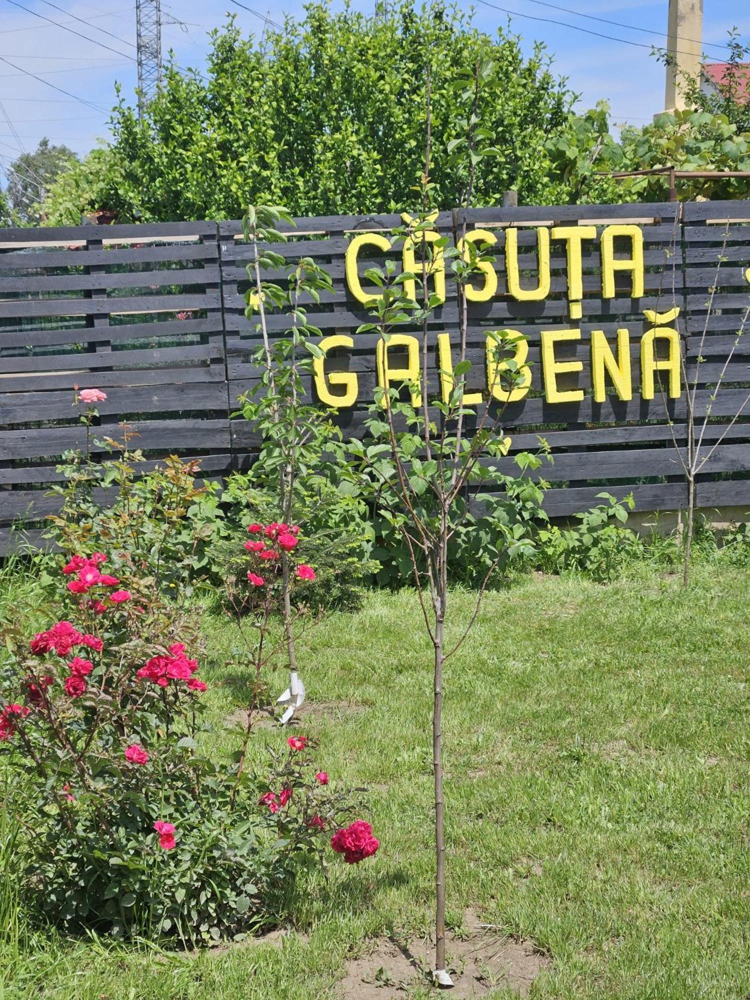 艾福雷诺德Casuta Galbena别墅 外观 照片